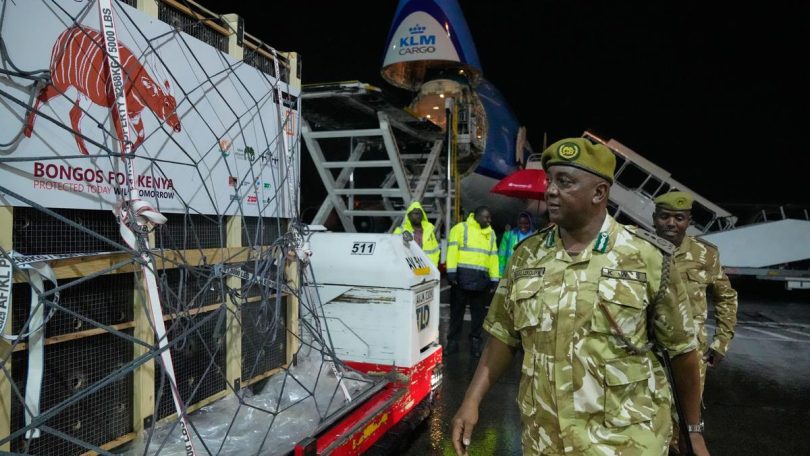 CORRECTION Kenya Mountain Bongos 64249