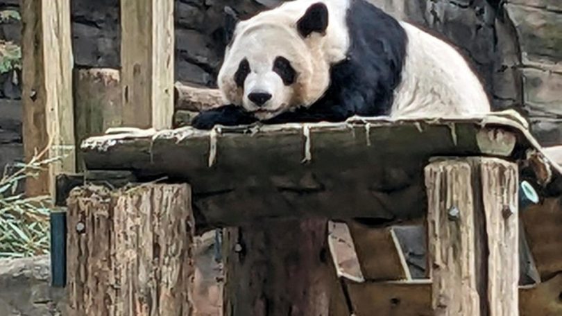 China US Pandas 86897