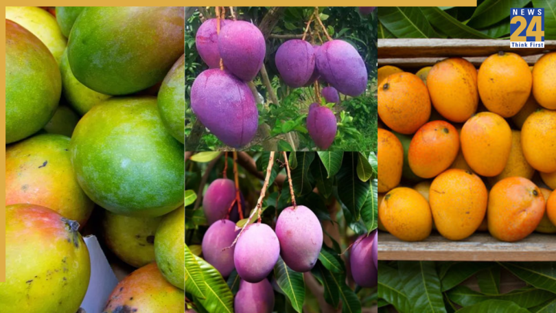 Most expensive Mangoes in the World 1