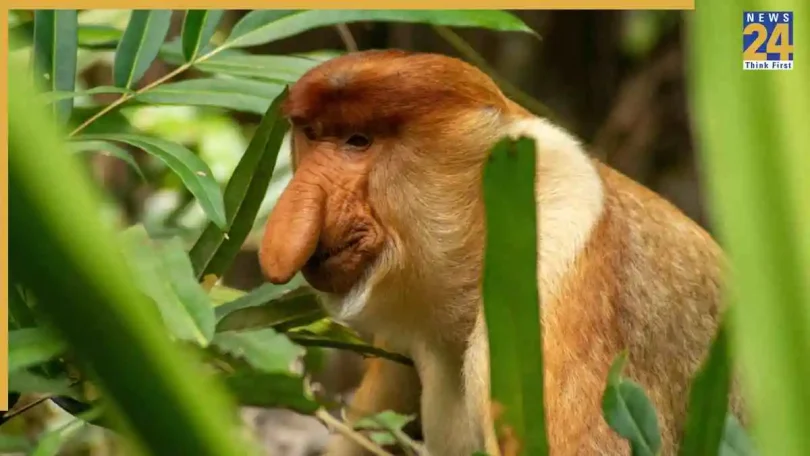 Worlds ugliest creatures