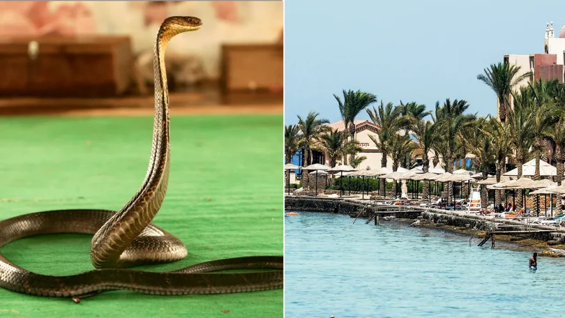 egypt resort cobra