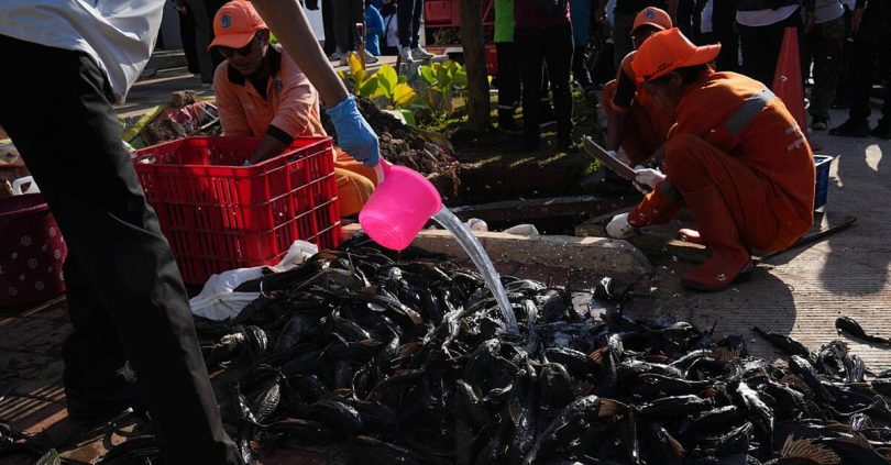 mass removal of invasive janitor fish in indonesia s capital