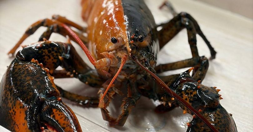 rare two coloured lobster gifted to science centre and saved from the pan