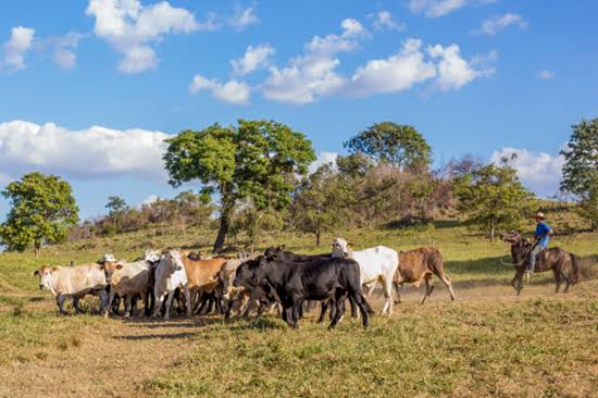Ranching
