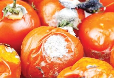 Rotten tomatoes 1