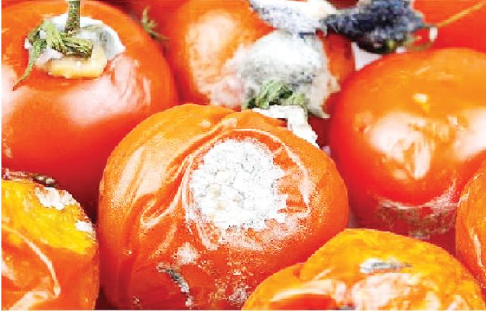 Rotten tomatoes 1