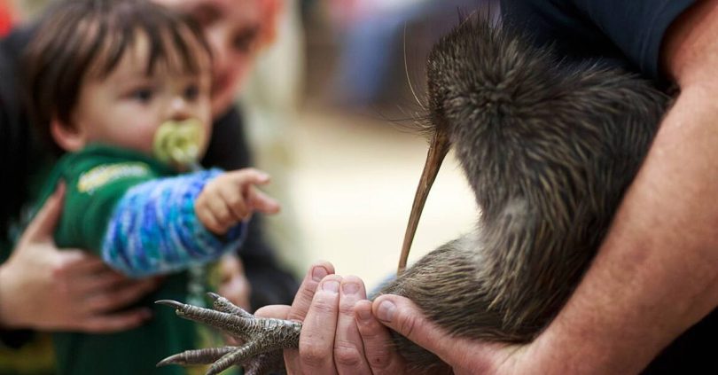 campaign returns kiwi birds to new zealand s capital after century long absence