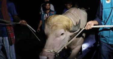 cow