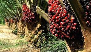 palm oil