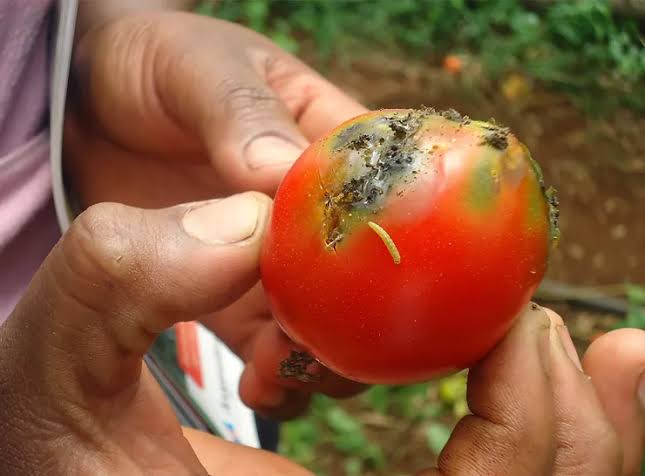 tomato