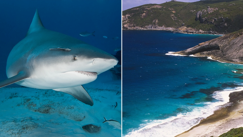 2 split water and shark