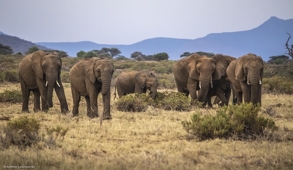 Elephants 1