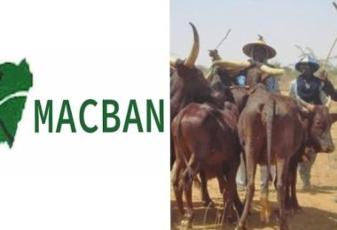 MACBAN cows 860x439 1