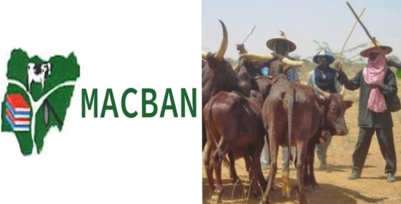 MACBAN cows 860x439 1