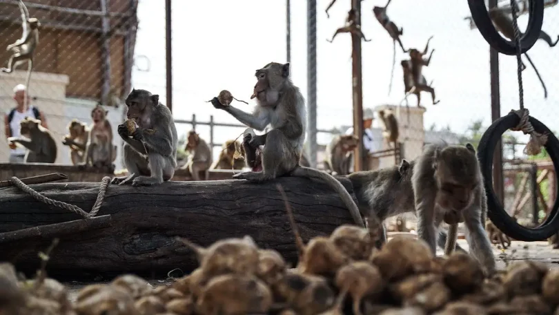Monkey escape Thailand