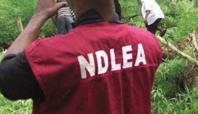 NDLEA uncovers large farm of marijuana in Kano e1637501727420