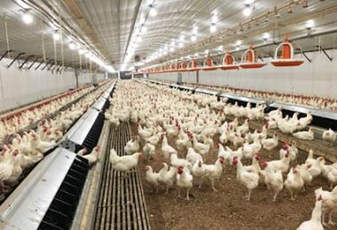 Poultry Farm