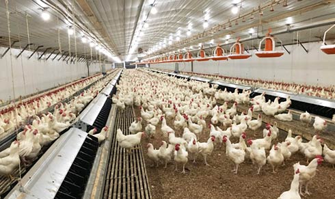 Poultry Farm
