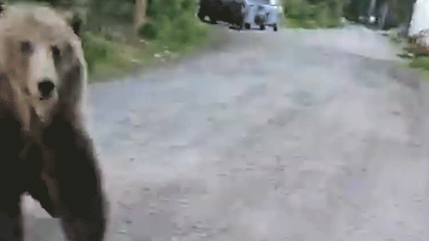 bear1