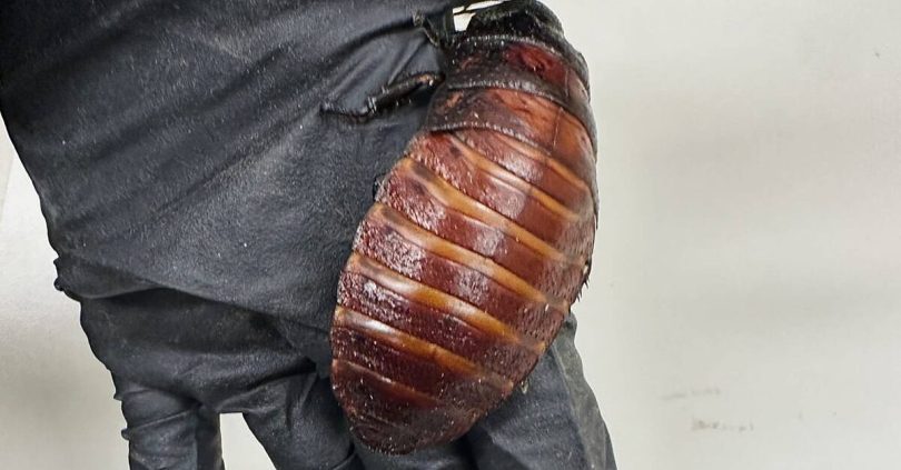 cockroach kingpin caught with 100 000 illegal insects in record bug bust