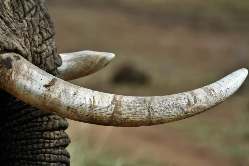 elephant tusks