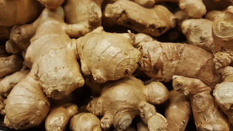 ginger 1388002 1280