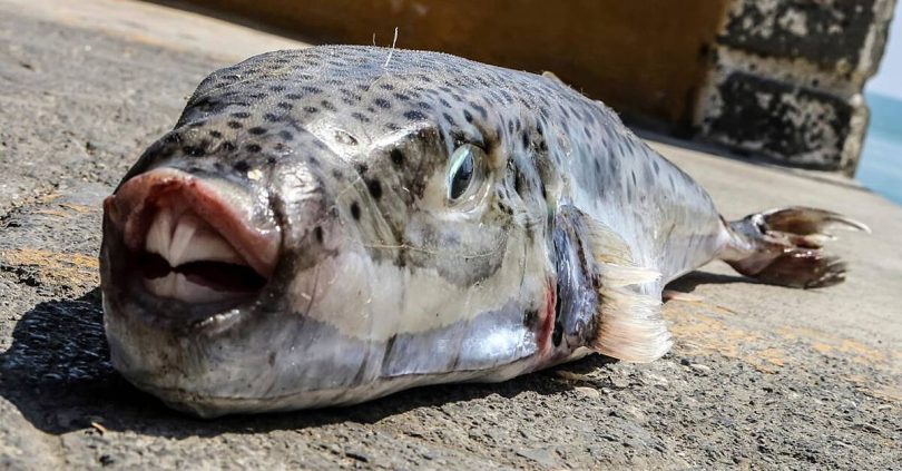 greek fishermen receive cash to catch toxic fish