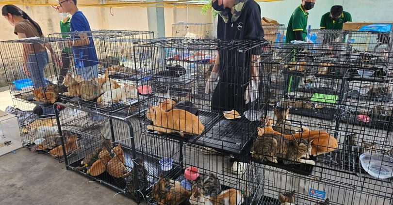 police save hundreds of cats from slaughter in vietnam theft ring bust