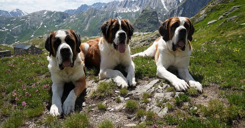 st bernard dogs honoured at swiss museum