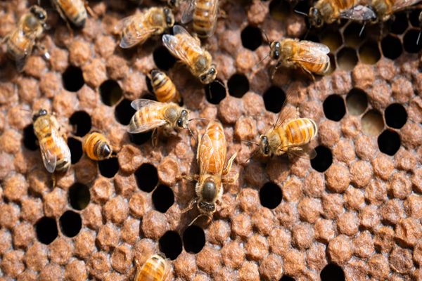 France backed a bill reintroducing two pesticides critics say harm bees