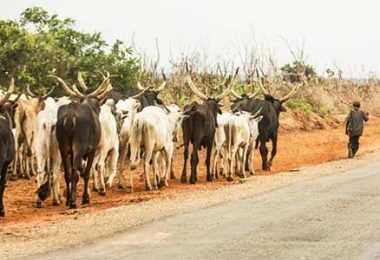 Fulani herders