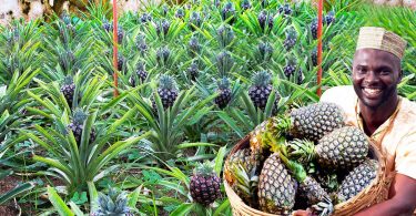 Indorama fertilizers