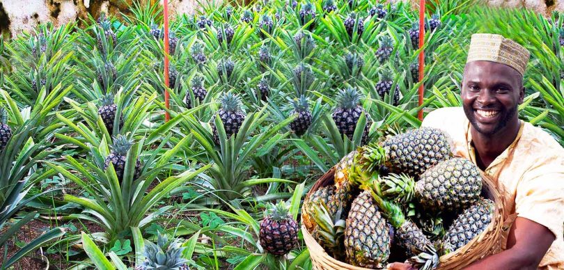Indorama fertilizers