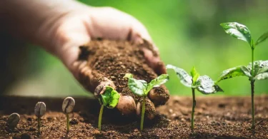 coffee seedlings