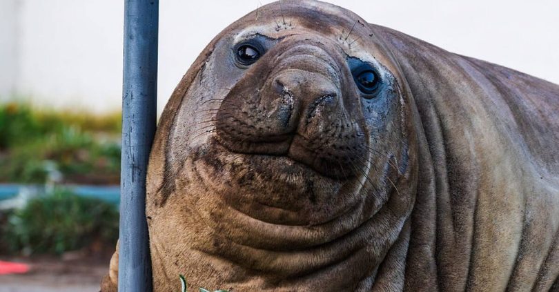fans urged to respect privacy of one tonne seal who respects nothing
