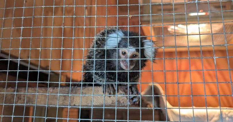 monkey abandoned in laundry bag on london bus