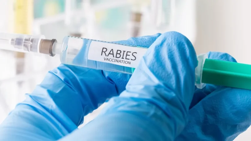 rabies vaccination