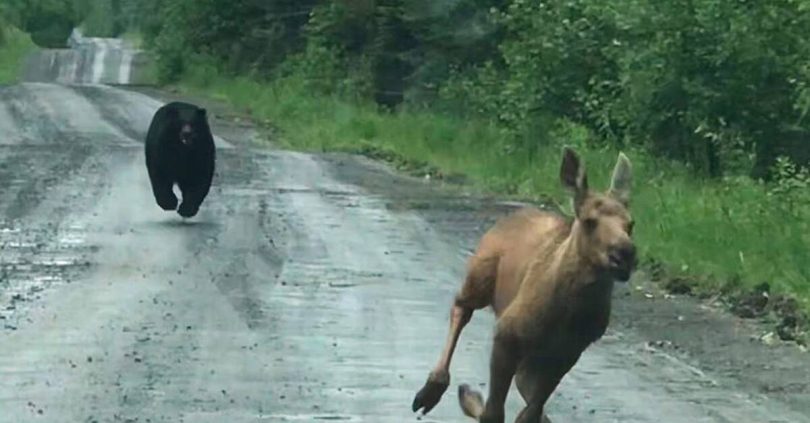 woman captures once in a lifetime shot of bear chasing moose calf